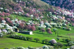 Is Yili Full of Flower Fields in June? What to Expect and Where to Go