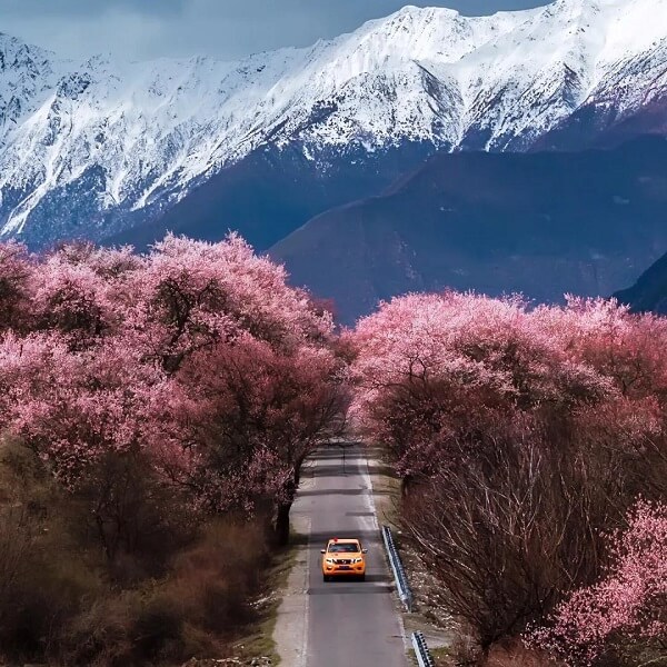 Direct Flight to Nyingchi: Nyingchi Peach Blossom Festival+Lhasa+Yamdrok Lake+EBC+Qinghai-Tibet Railway 11-Day Tour