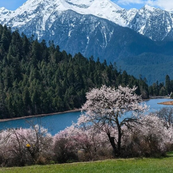Tibet Nyingchi Peach Blossom Festival