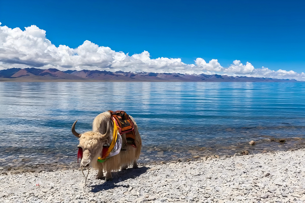 Is Tibet Expensive? A Complete Budget Guide 2025