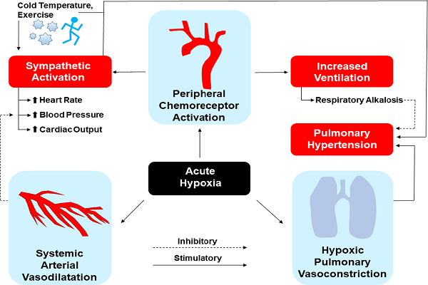 Acute Hypoxia