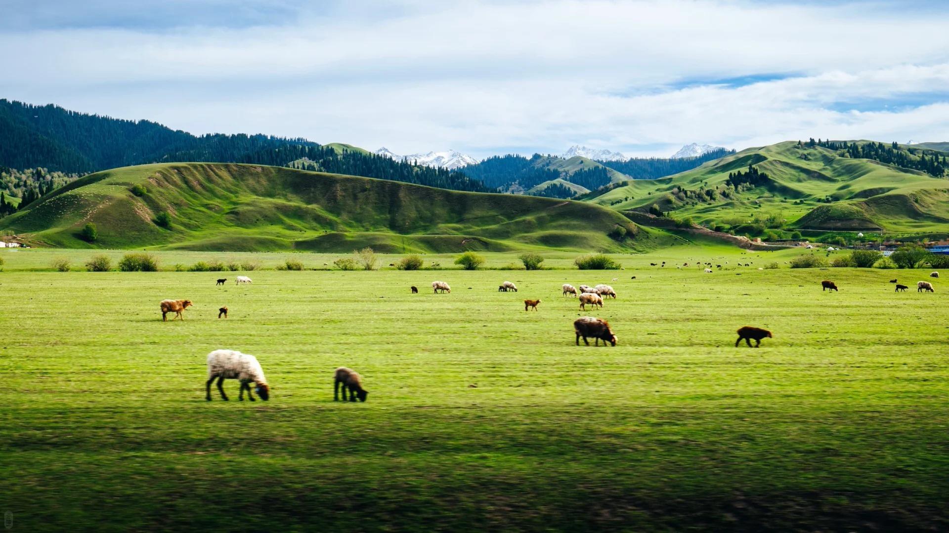 Nalati Grassland vs Bayinbuluke Grassland: How to Choose?