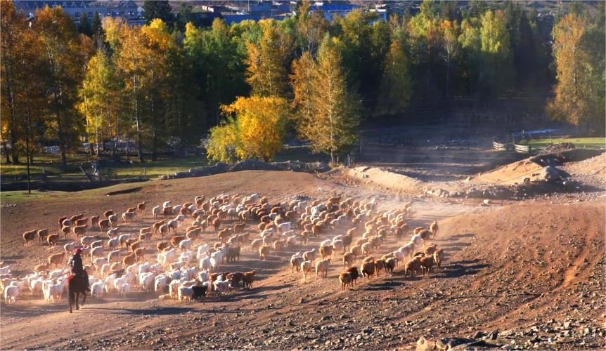 Join a Real Nomadic Migration in Xinjiang