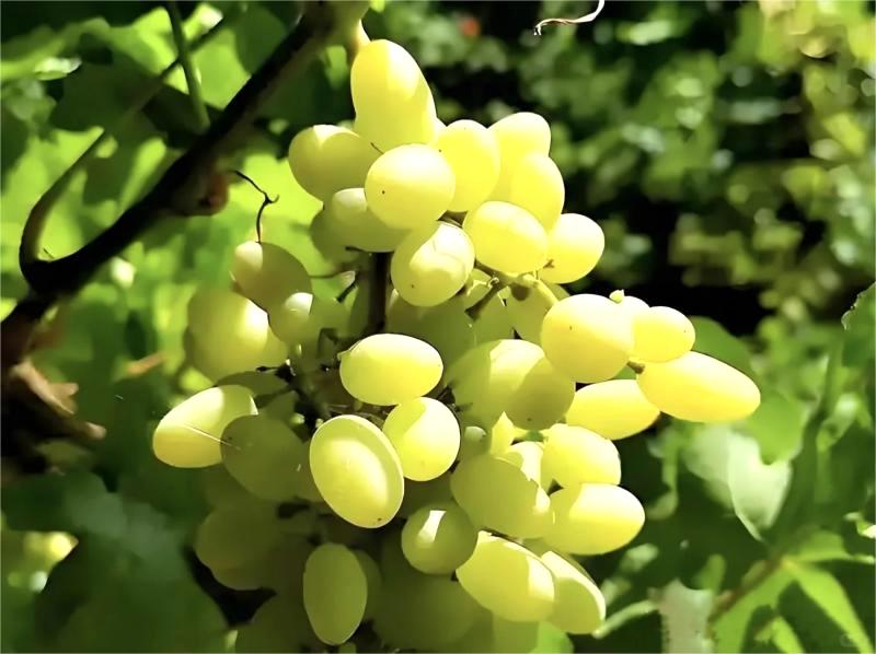 Best Places to Visit in Turpan ：Jiaohe Ancient City,Grape Valleys & Desert Wonders