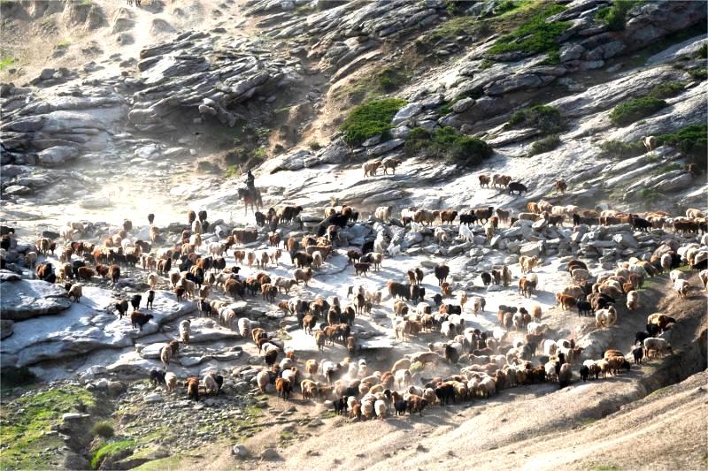 Join a Real Nomadic Migration in Xinjiang