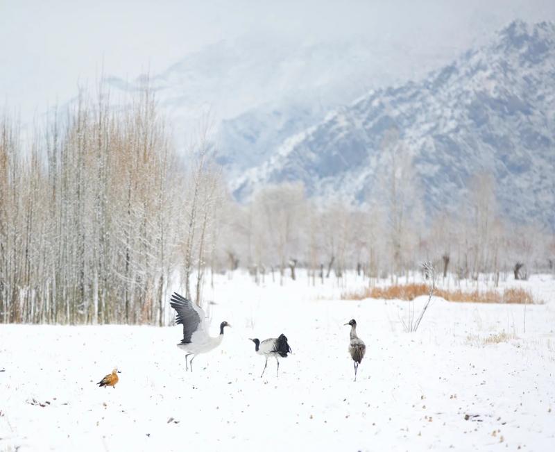 Winter Birdwatching and Hot Spring Retreat in Tibet
