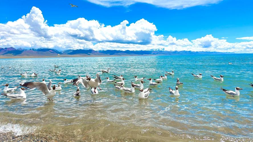 Winter Birdwatching and Hot Spring Retreat in Tibet