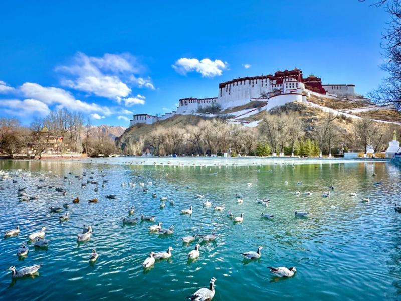 Winter Birdwatching and Hot Spring Retreat in Tibet