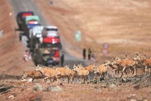 Discovering the Chiru – The Best Guide to the Tibetan Antelope