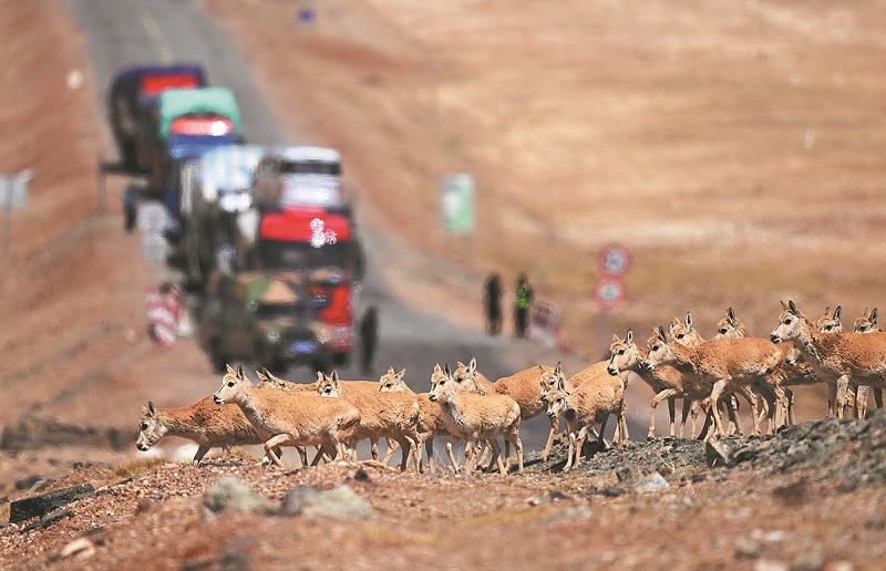 Tibetan antelopes in Hoh Xil