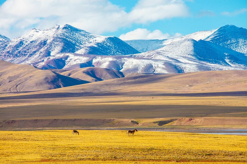 Tibetan antelopes in Hoh Xil
