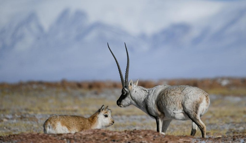 Tibetan antelopes