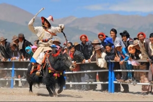Tibetan Yaks: The Soul of the Plateau and Lifeline of Tibetan Culture