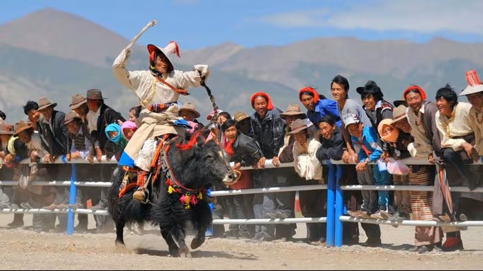 Yaks in Tibetan Festivals