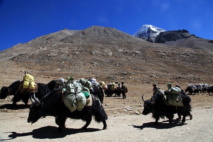 Tibetan Yaks