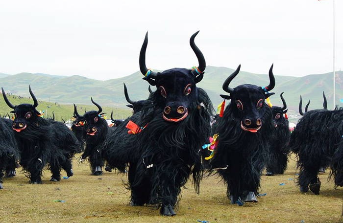 Tibetan Yaks: The Soul of the Plateau and Lifeline of Tibetan Culture