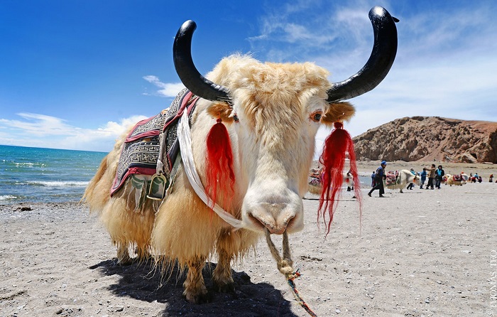 Tibetan Yaks