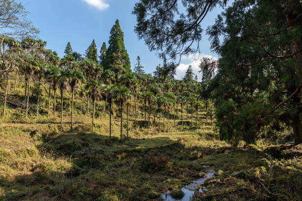 Beautiful scenery of rural meadow