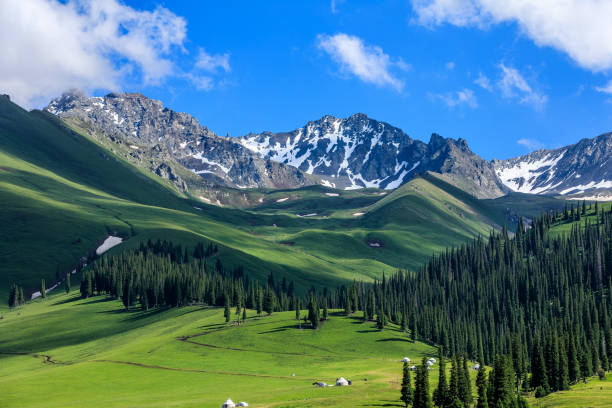 Green forest and mountain natural landscape in summer