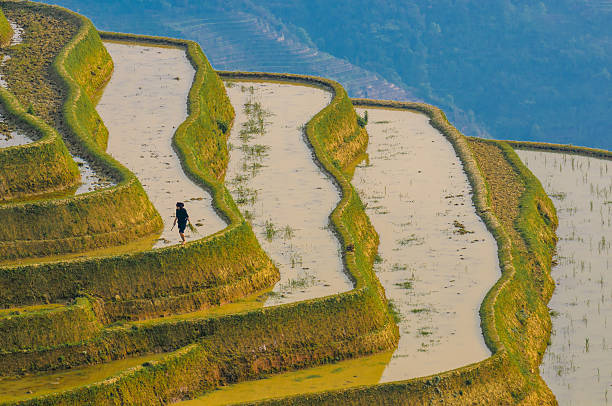 rice terraces of yuanyang, yunnan, china