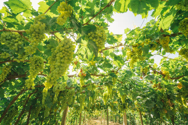 Green vineyards in Turpan, Xinjiang