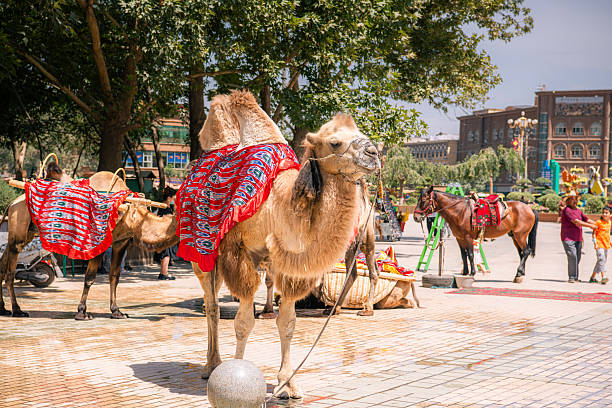 Kashgar, Xinjiang, China - JULY, 17, 2023: A camel and a horse in the streets of Kashgar Old Town, Xinjiang, China, Silk road landscape